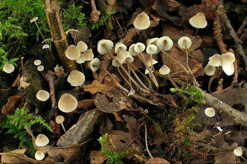 Mycena flavescens (door Henk Huijser)