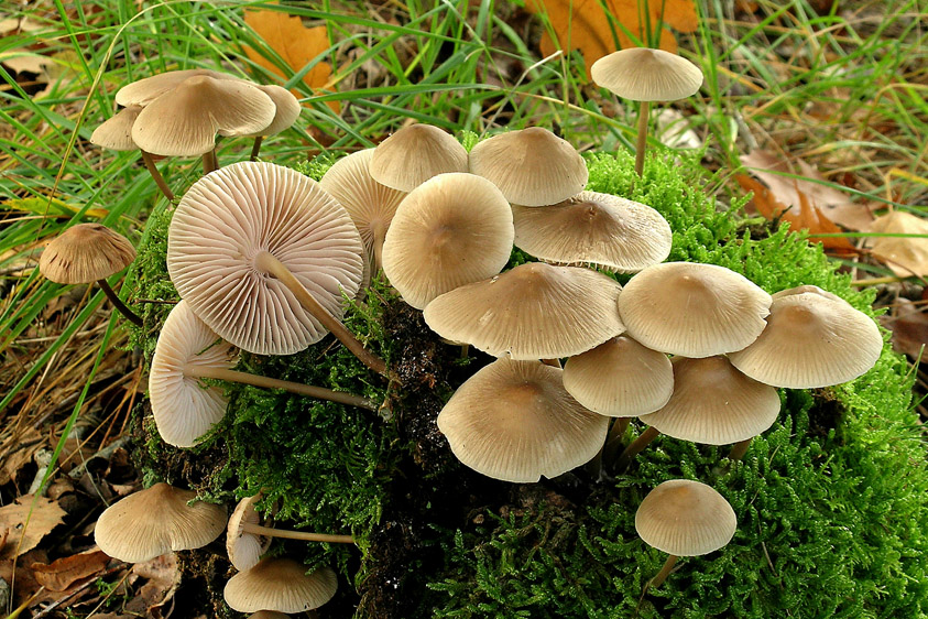 Mycena galericulata (door Henk Huijser)