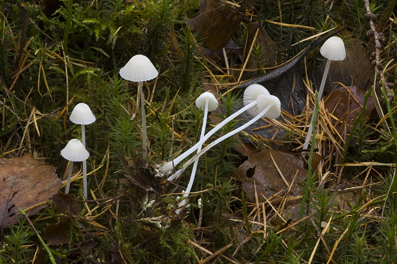 Mycena galopus var. candida (door Nico Dam)