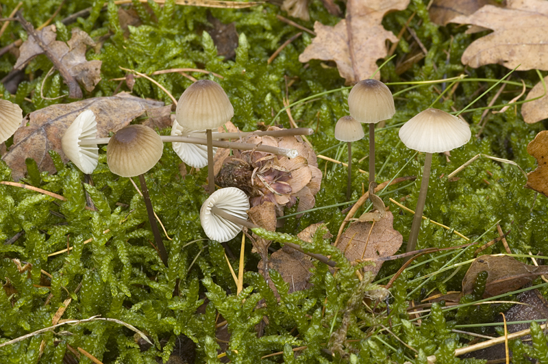 Mycena galopus var. galopus (door Nico Dam)