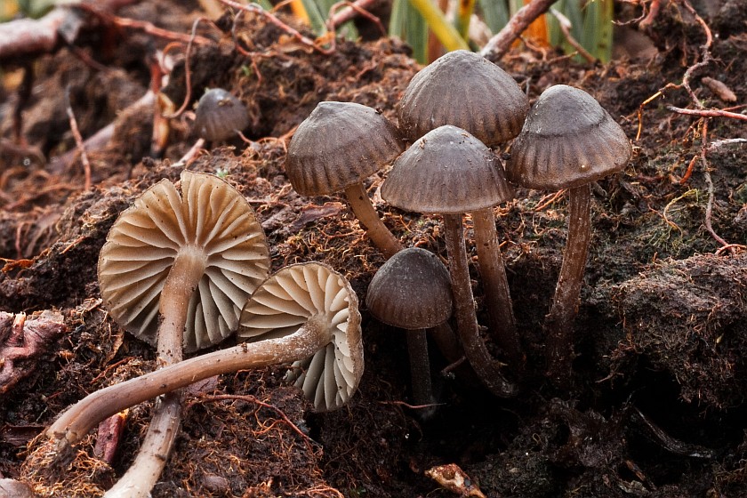 Mycena galopus var. nigra (door Aldert Gutter)