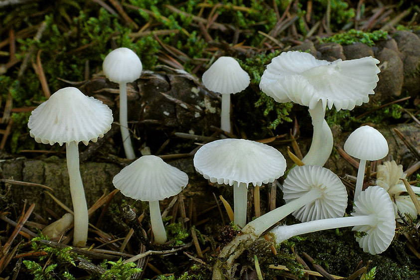 Mycena galopus var. candida (door Henk Huijser)