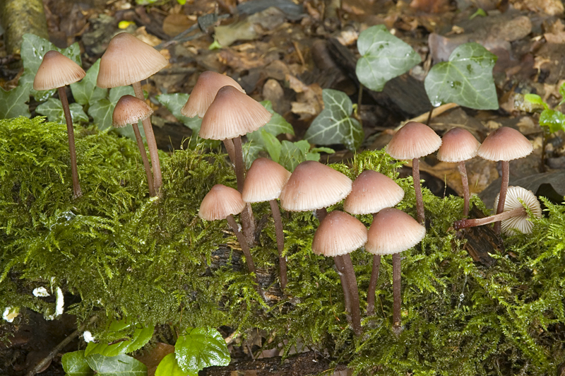 Mycena haematopus (door Nico Dam)