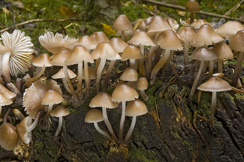 Mycena inclinata (door Nico Dam)