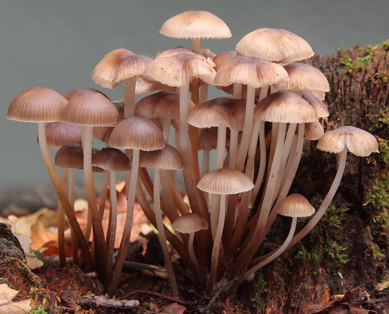 Mycena inclinata (door Aldert Gutter)