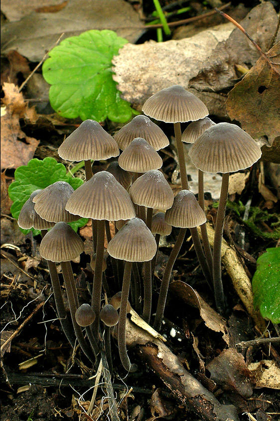 Mycena leptocephala (door Henk Huijser)