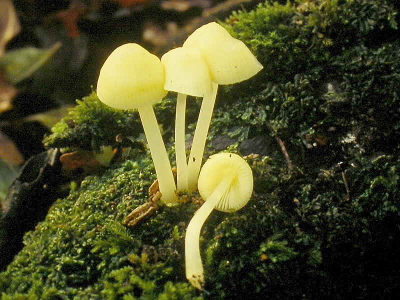 Mycena limonia (door Aldert Gutter)