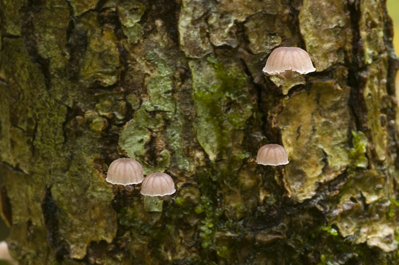 Mycena meliigena (door Nico Dam)