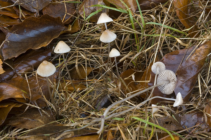 Mycena metata (door Nico Dam)