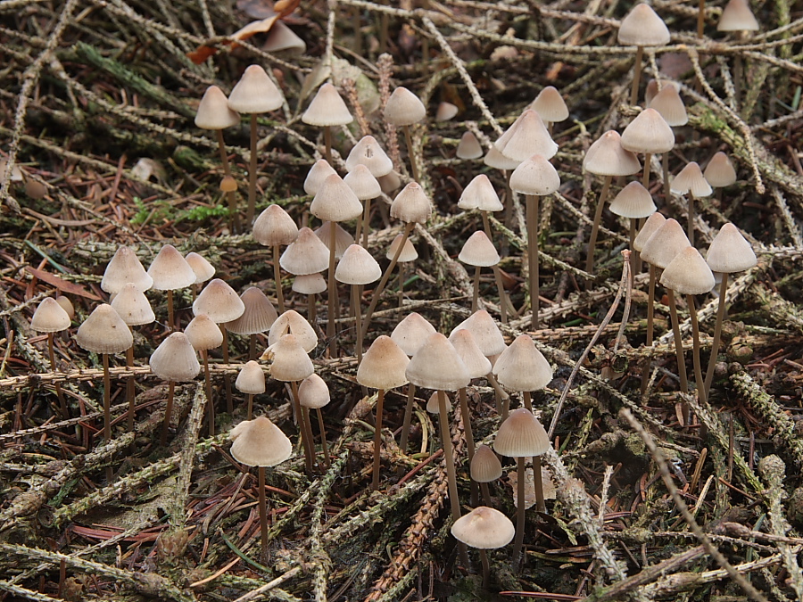 Mycena metata (door Aldert Gutter)