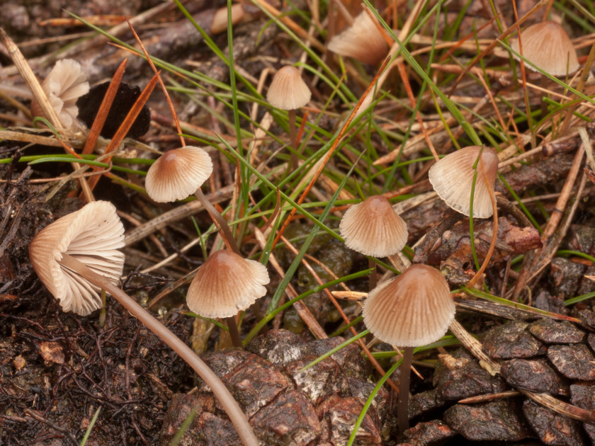 Mycena metata (door Aldert Gutter)