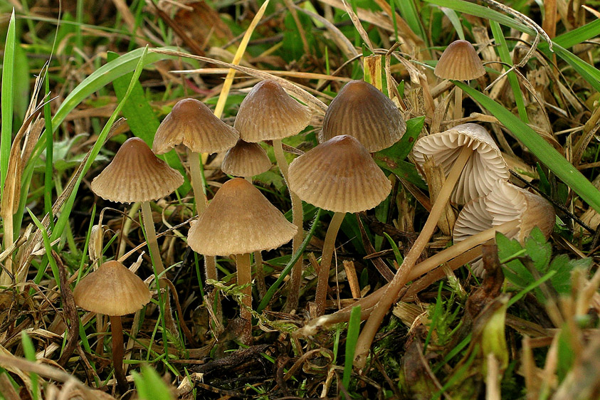 Mycena olivaceomarginata (door Henk Huijser)