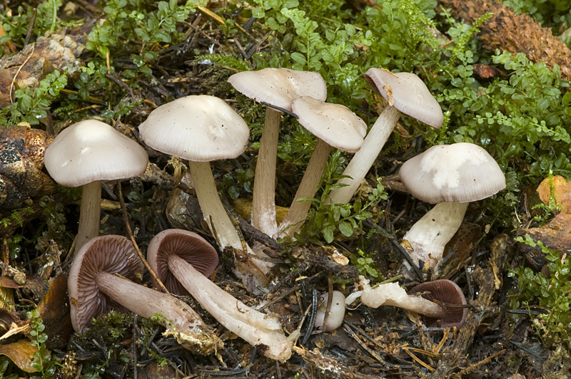 Mycena pelianthina (door Nico Dam)