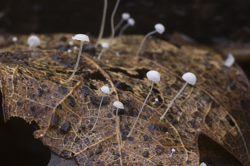 Mycena polyadelpha (door Nico Dam)