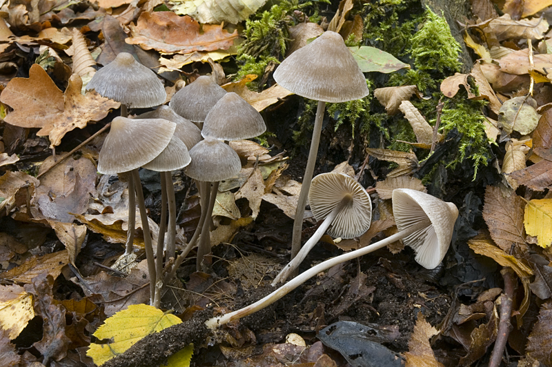 Mycena polygramma (door Nico Dam)