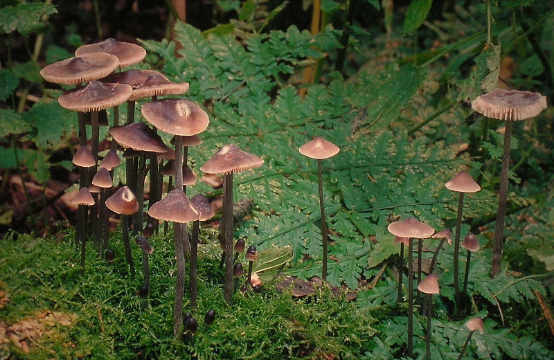 Mycena polygramma f. polygramma (door Aldert Gutter)