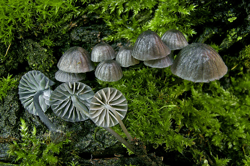 Mycena pseudocorticola (door Henk Huijser)