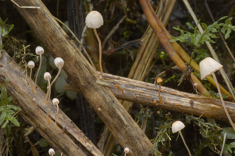 Mycena pterigena (door Nico Dam)