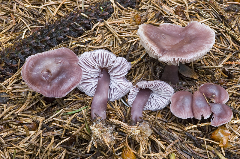 Mycena pura (door Nico Dam)