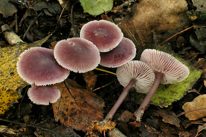 Mycena pura (door Henk Huijser)