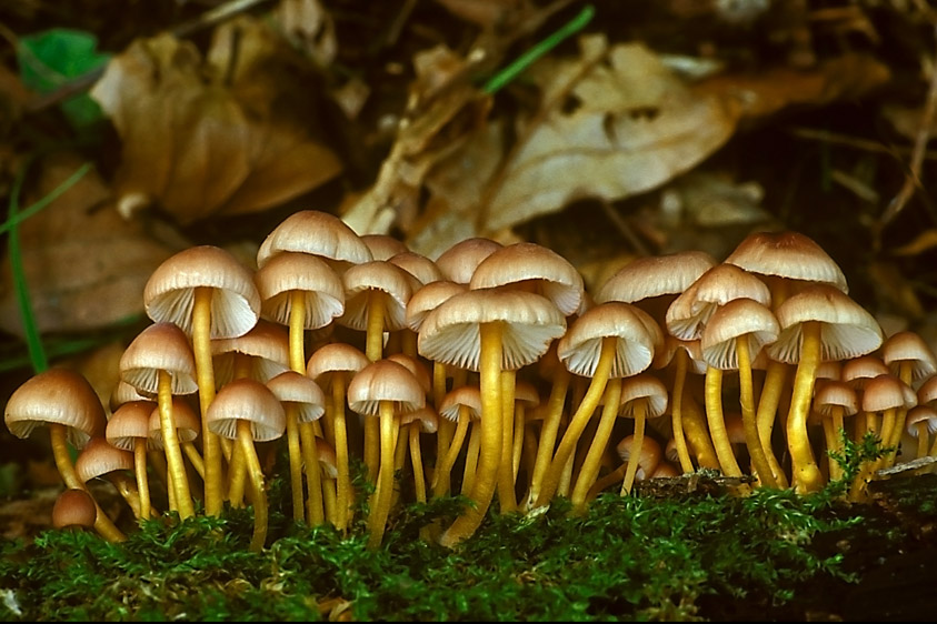 Mycena renati (door Henk Huijser)