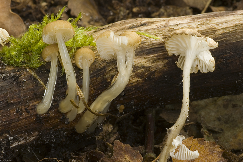 Roridomyces roridus (door Nico Dam)