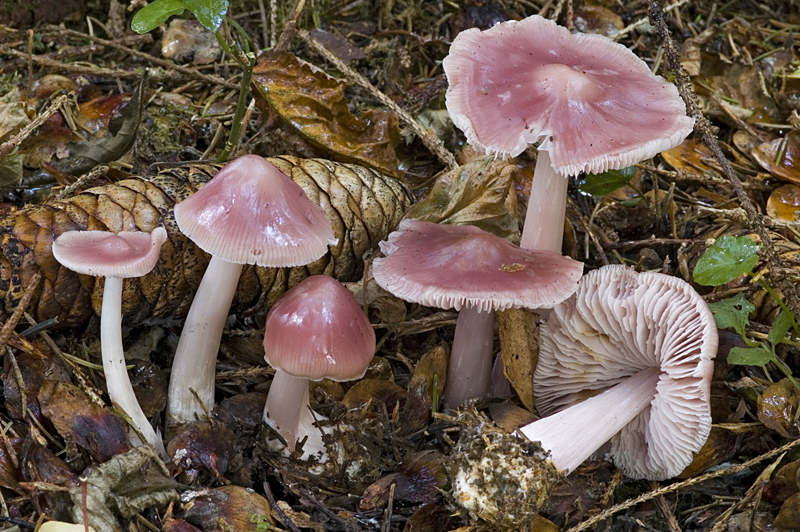 Mycena rosea (door Nico Dam)