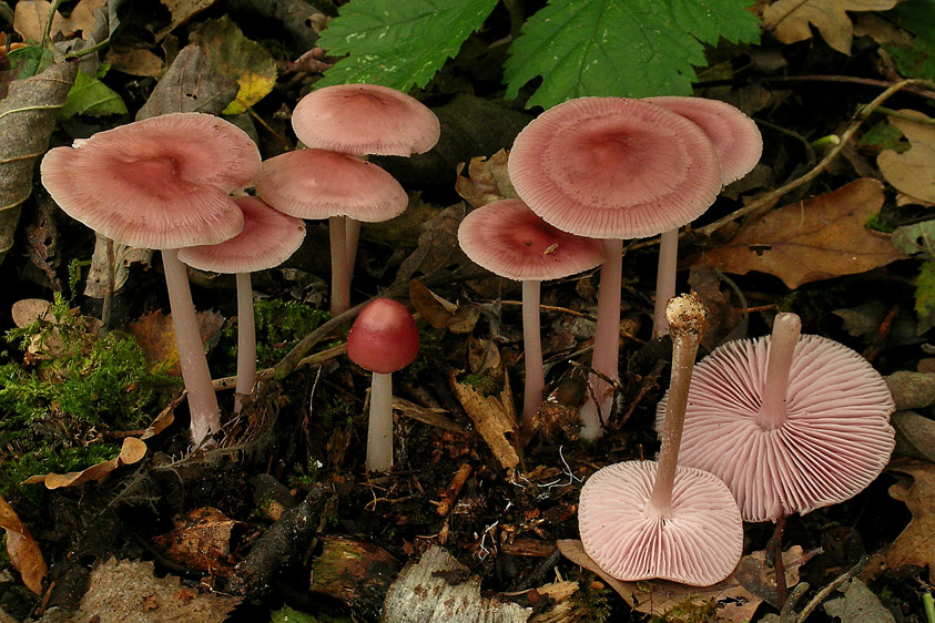 Mycena rosea (door Henk Huijser)