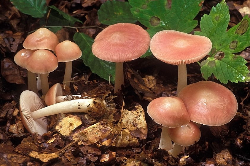 Mycena rosea (door Henk Huijser)