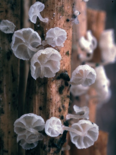 Resinomycena saccharifera (door Leon Raaijmakers)