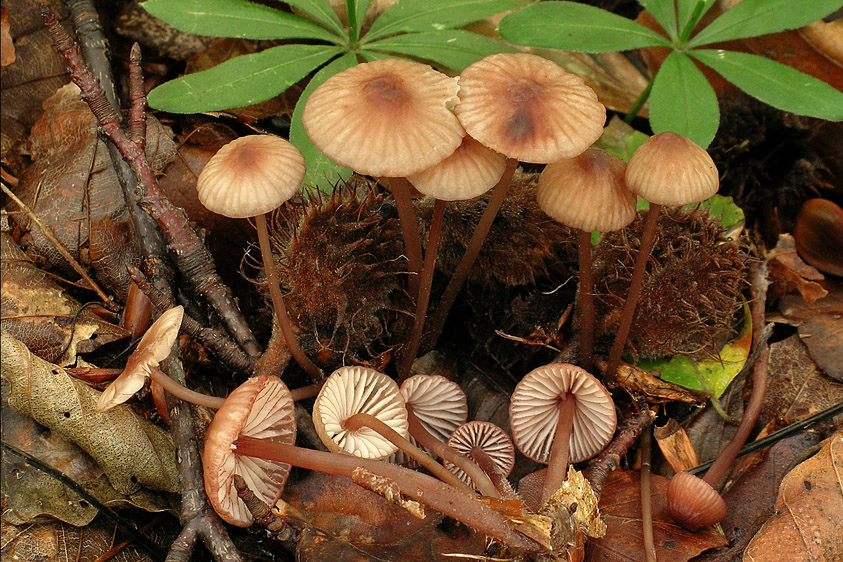 Mycena sanguinolenta (door Henk Huijser)