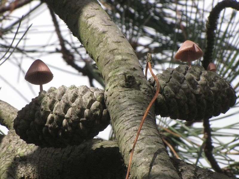 Mycena seynesii (door Gert Immerzeel)