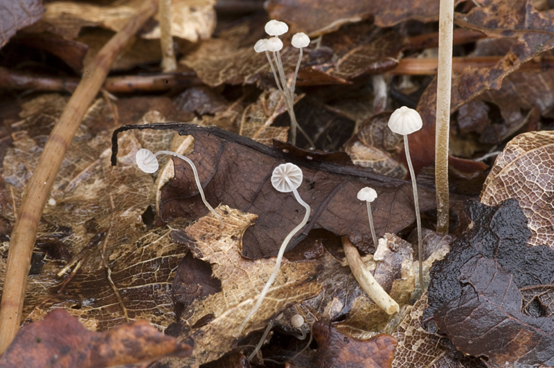 Mycena smithiana (door Nico Dam)