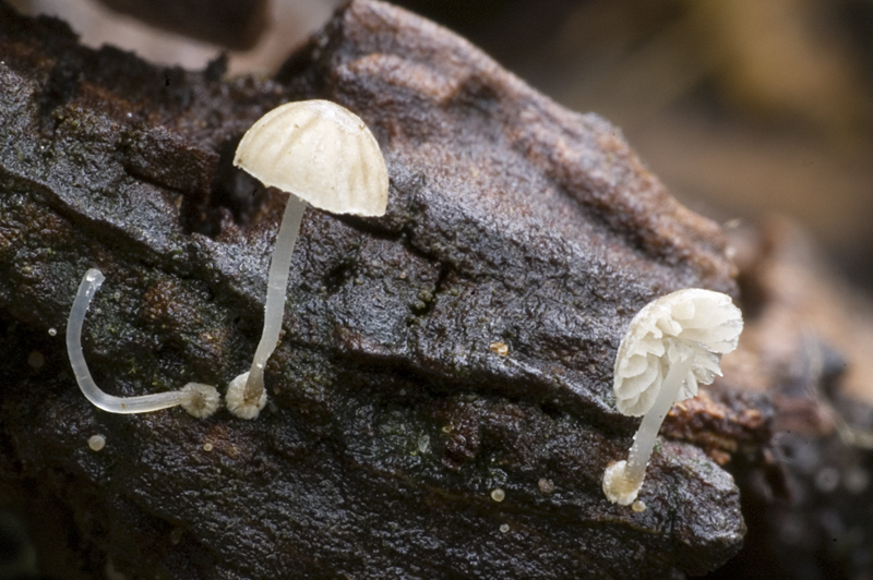 Mycena stylobates (door Nico Dam)