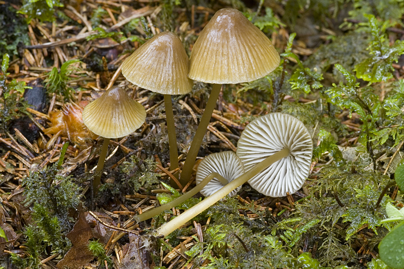 Mycena viridimarginata (door Nico Dam)