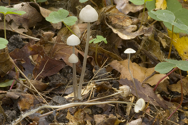 Mycena vitilis (door Nico Dam)