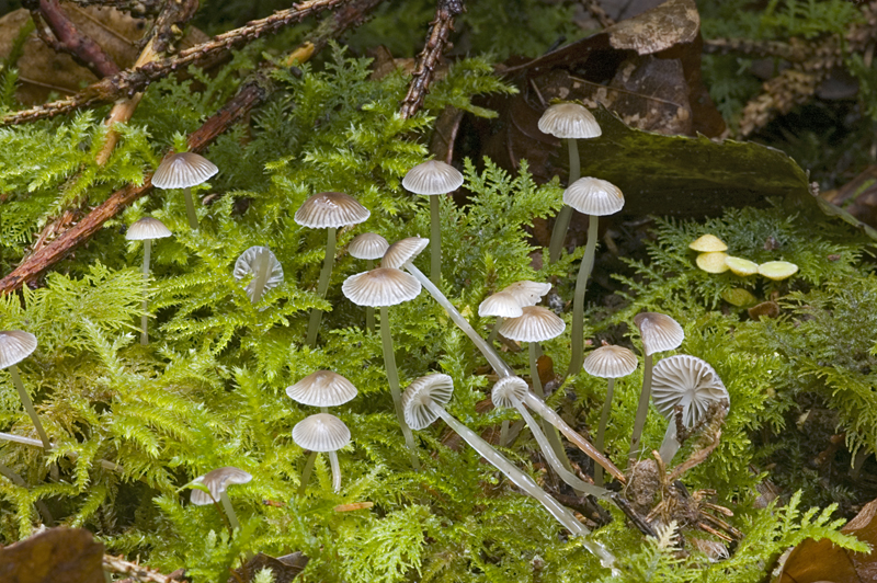 Mycena vulgaris (door Nico Dam)