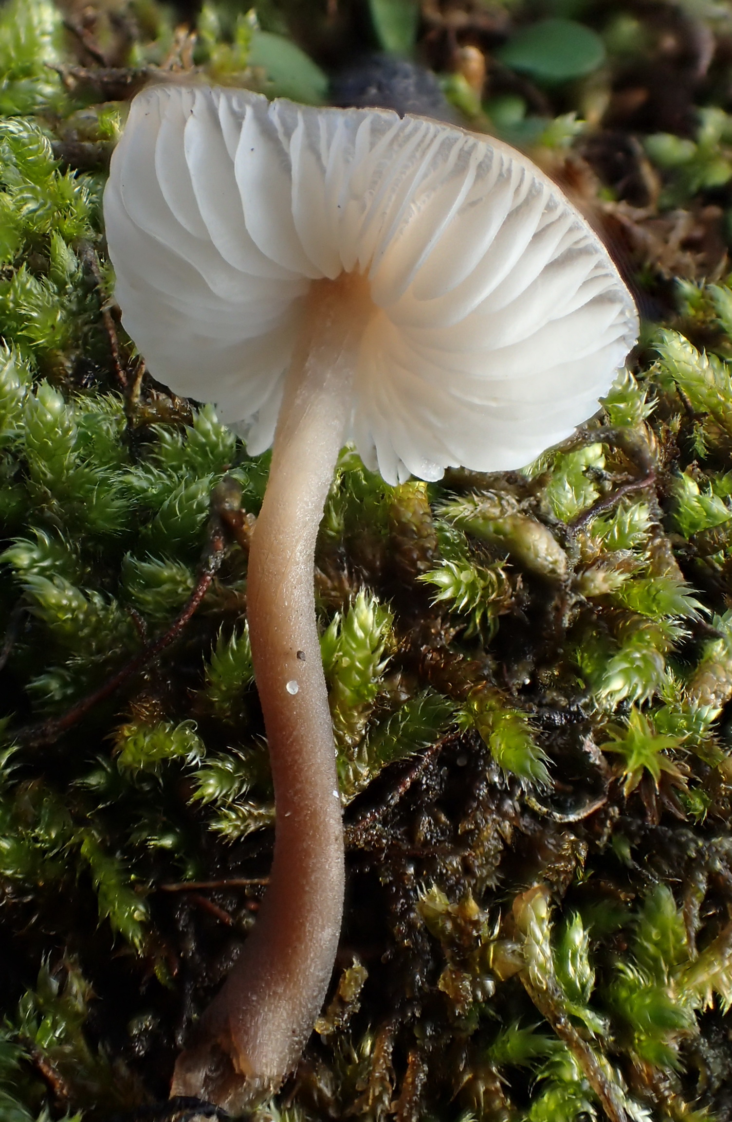 Mycenella bryophila (door Leo Jalink)