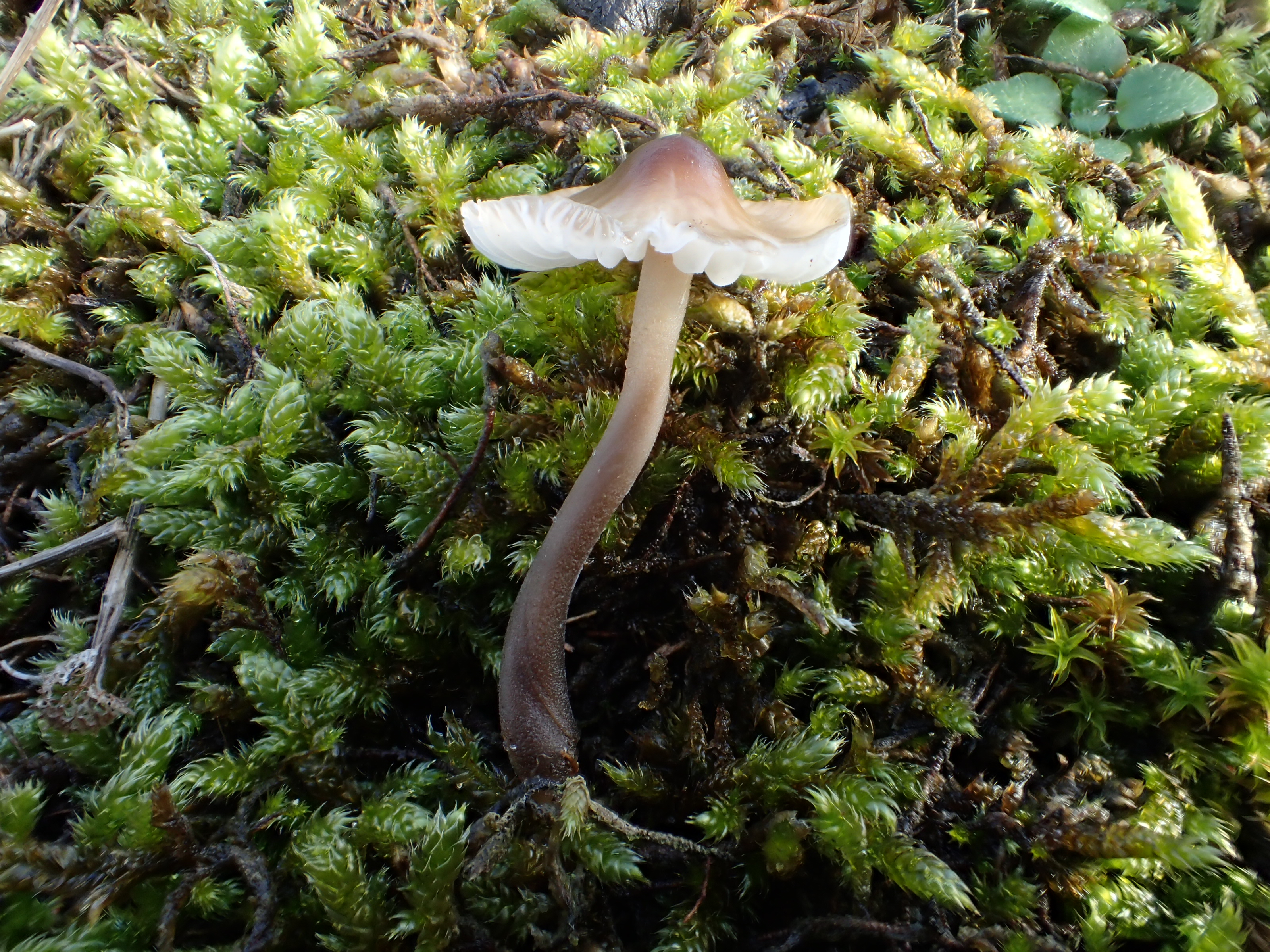 Mycenella bryophila (door Leo Jalink)