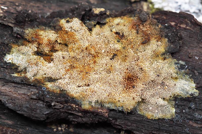 Mycoacia aurea (door marijke kanters)