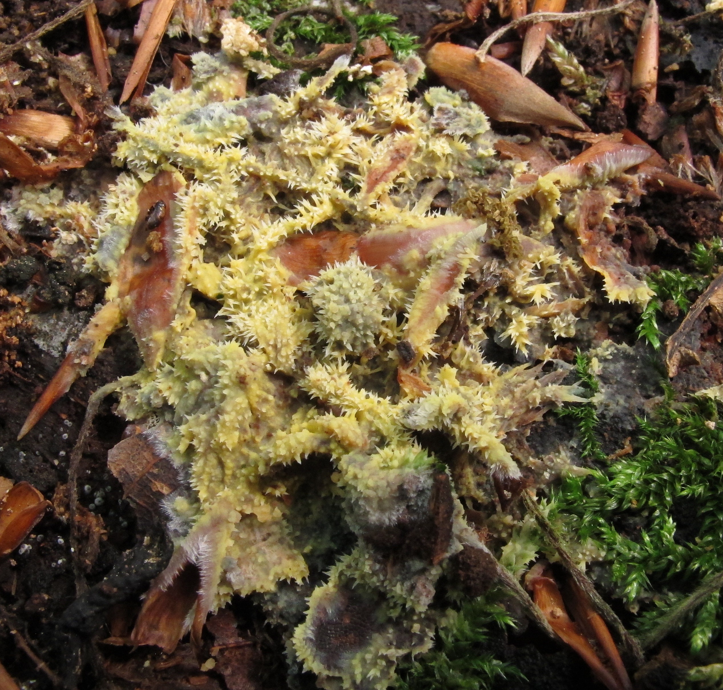 Mycoacia uda (door Hermien Wassink)