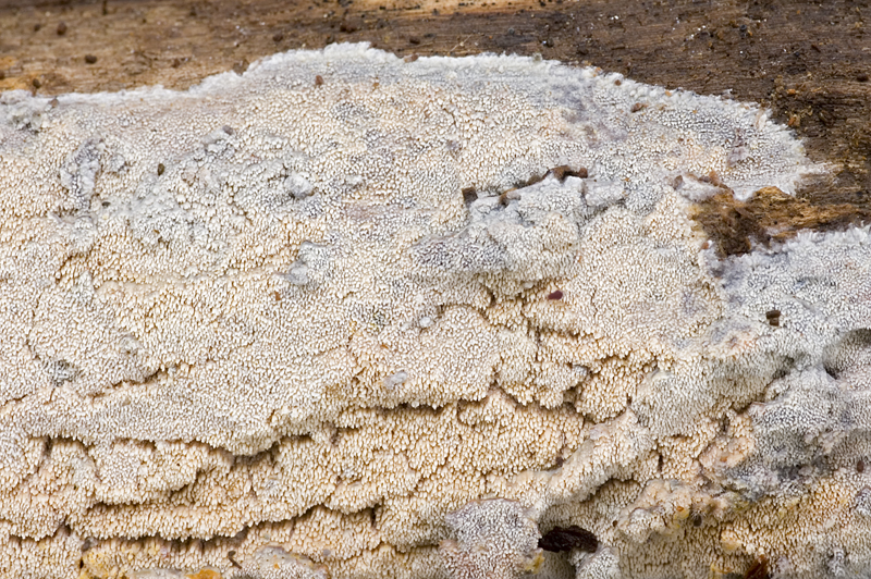 Mycoacia aurea (door Nico Dam)