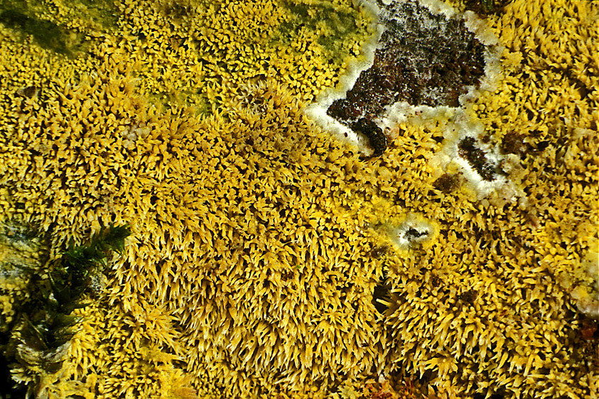 Mycoacia uda (door Henk Huijser)