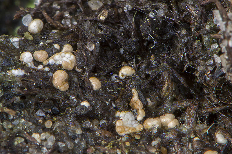 Mycocalia denudata (door Nico Dam)