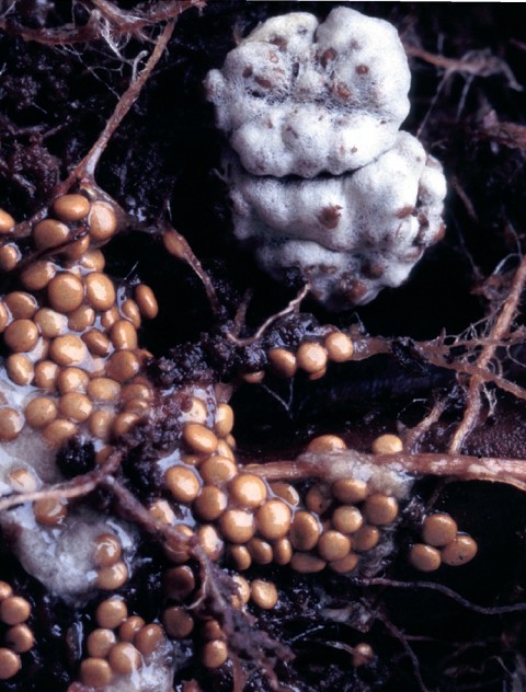 Mycocalia denudata (door Leon Raaijmakers)