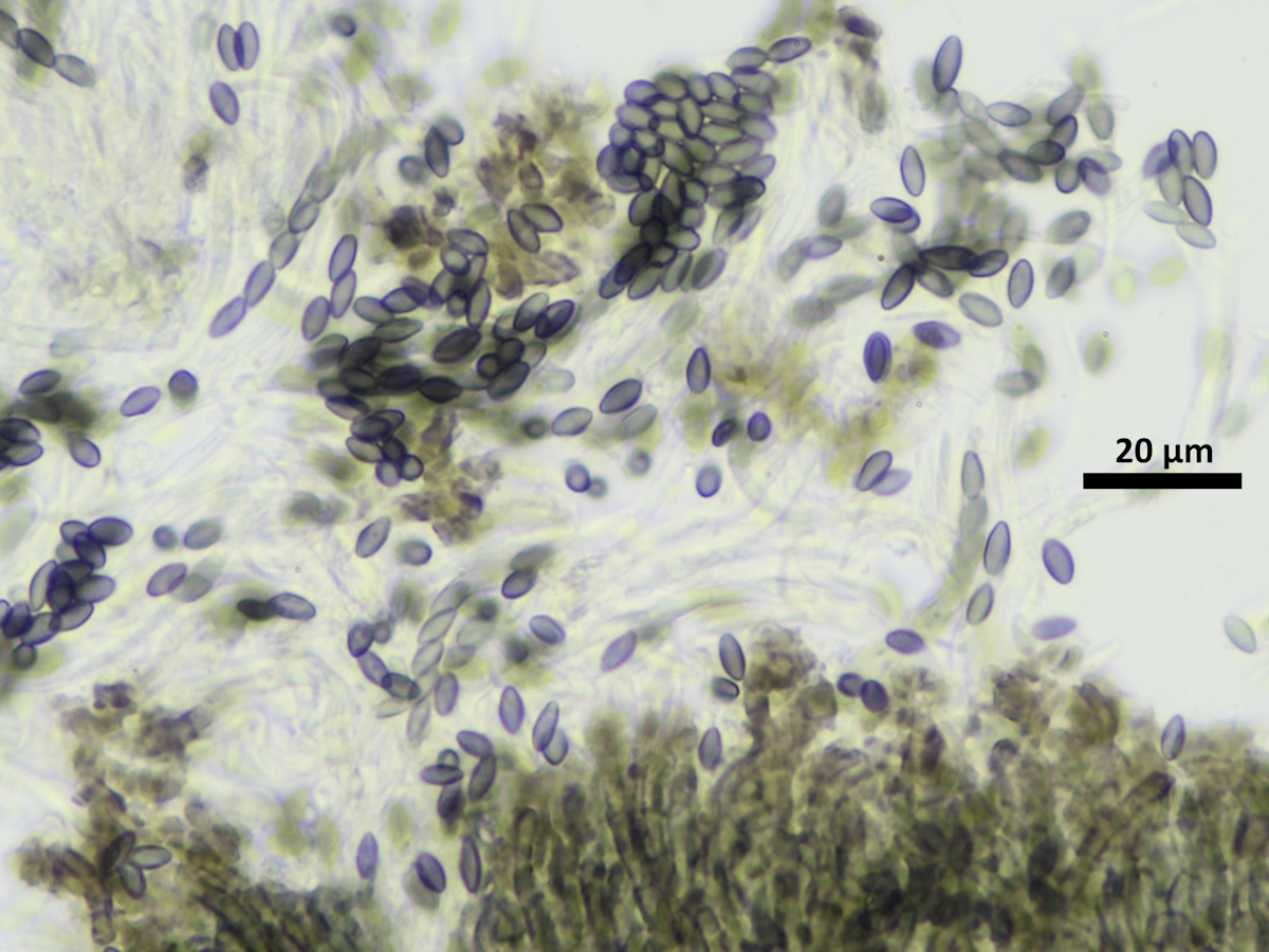 Mycocalicium subtile (door Henk-Jan van der Kolk)