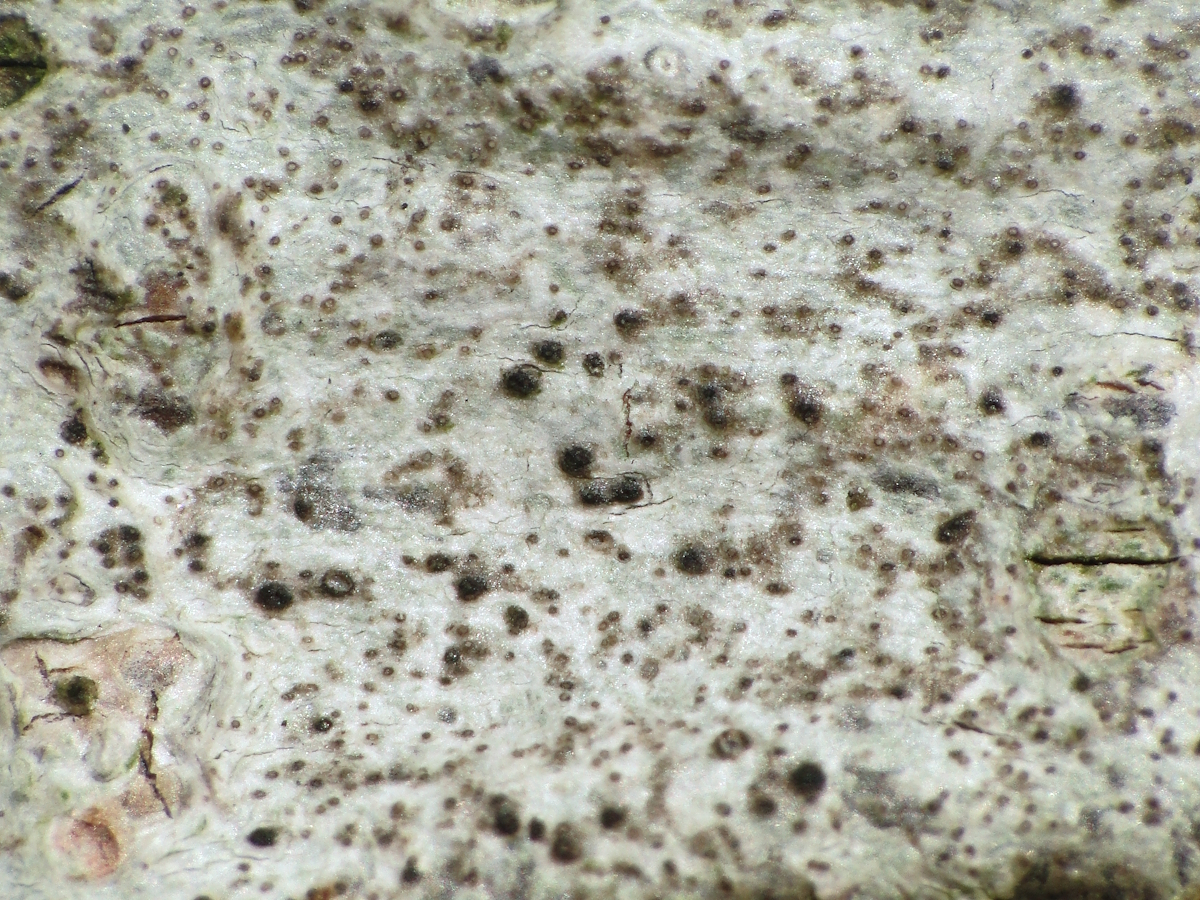 Mycoporum antecellens (door Henk-Jan van der Kolk)