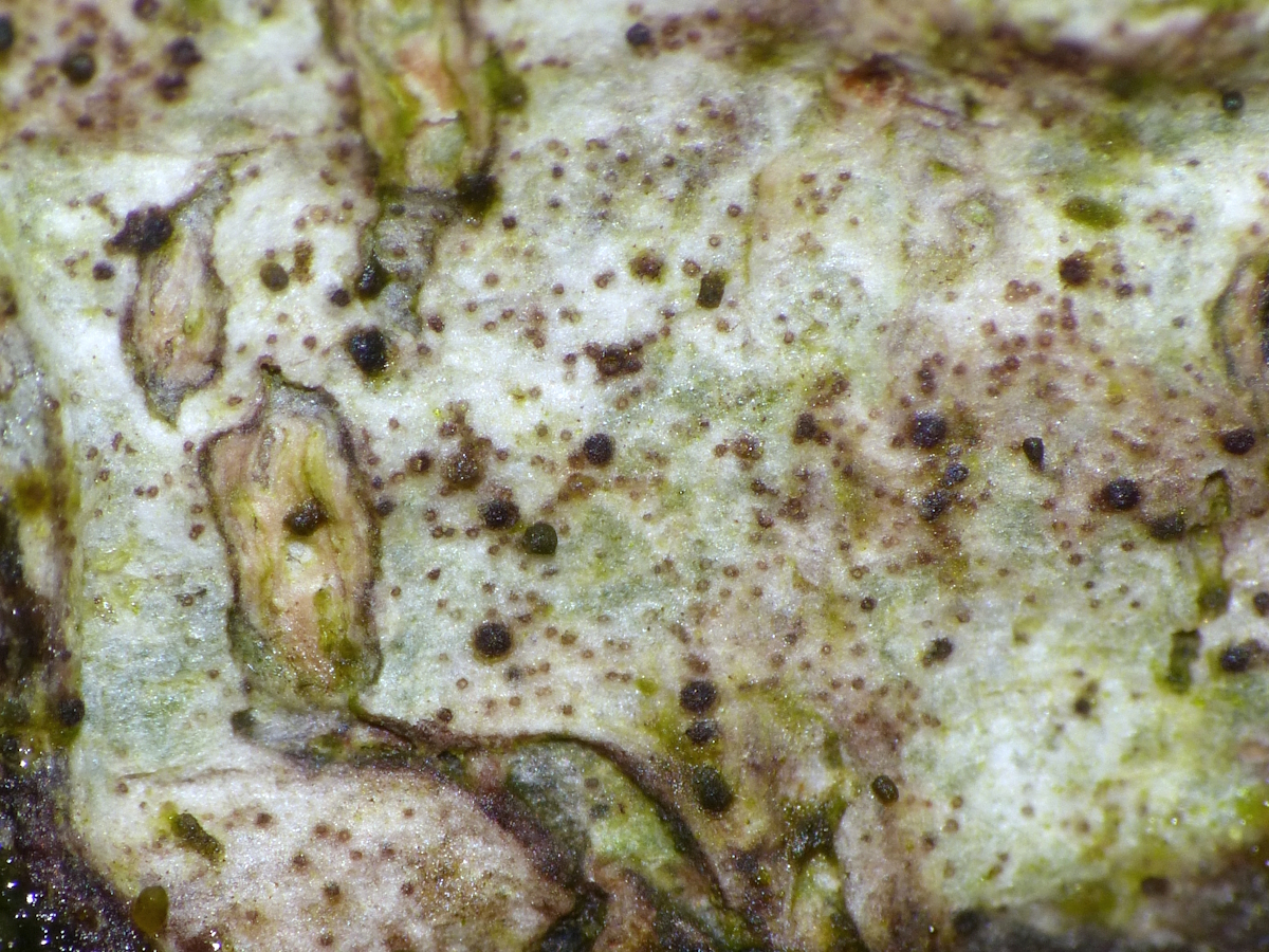 Mycoporum antecellens (door Henk-Jan van der Kolk)