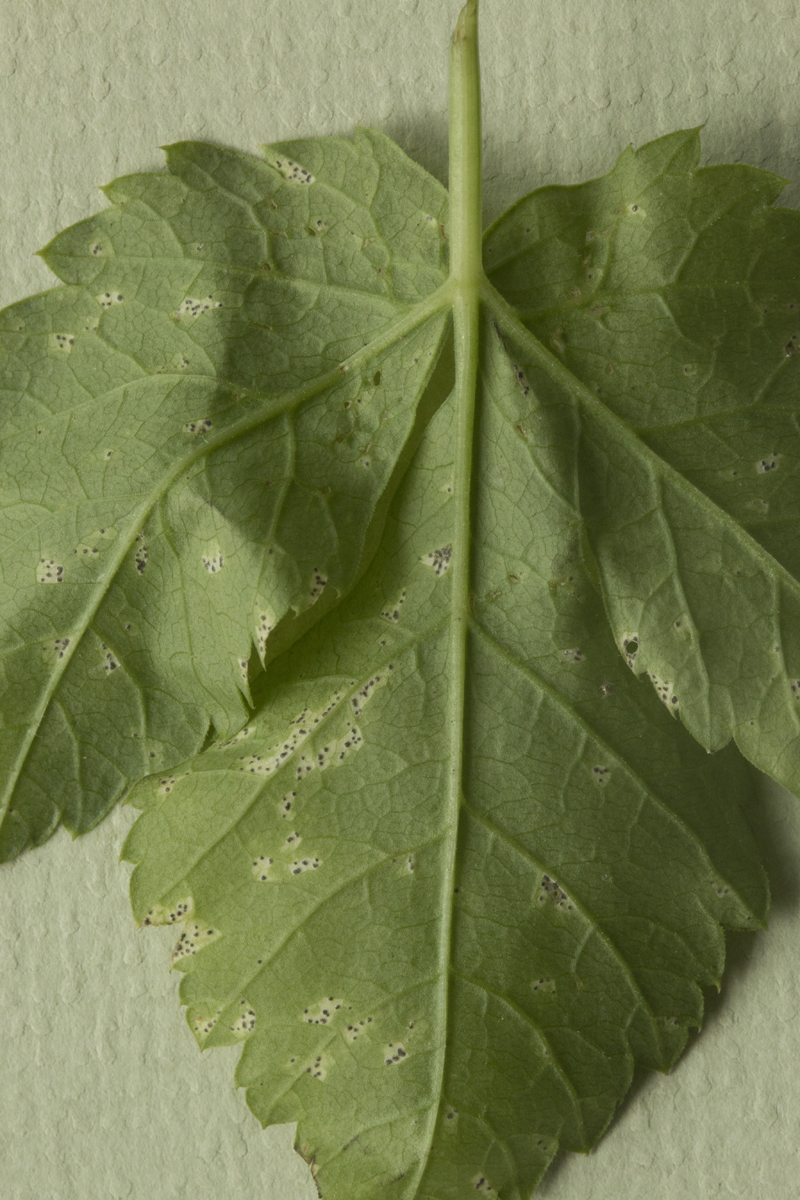 Mycosphaerella podagrariae (door Menno Boomsluiter)