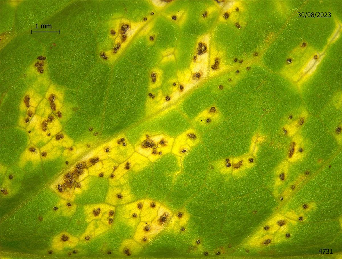 Mycosphaerella podagrariae (door Eduard Osieck)